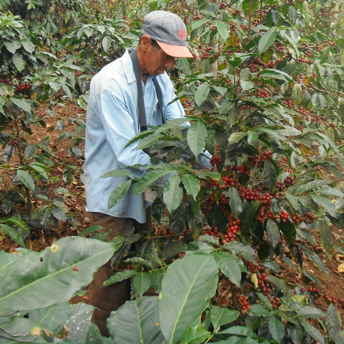 Koffieboer in Cariamanga, Loja